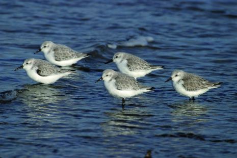 Observación de aves