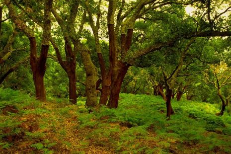 Parque Natural de Los Alcornocales